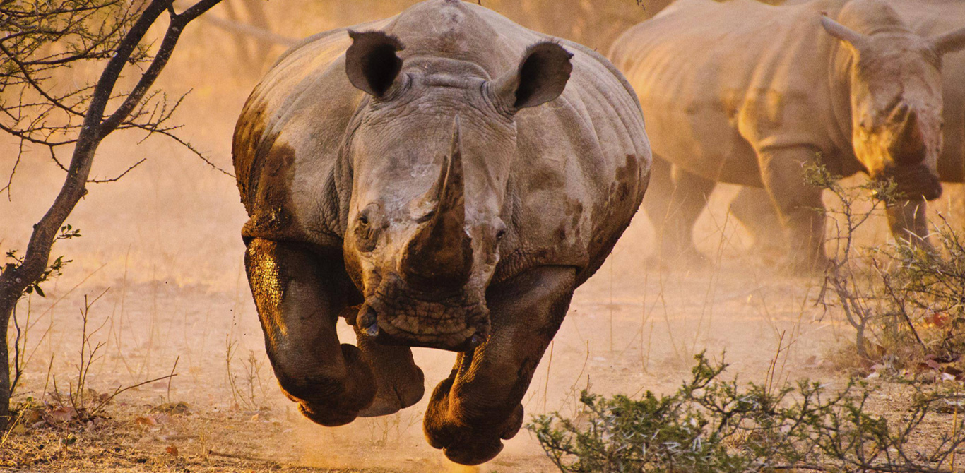 Rhino Charging in Africa