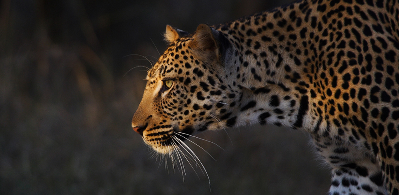 Royal Malewane Luxury African-Safari