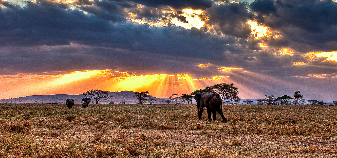 African-Elephant-Safari