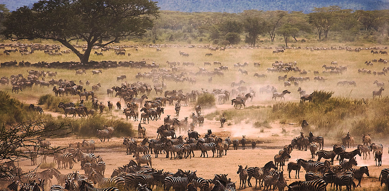 Zebras-Serengeti–African-Safari